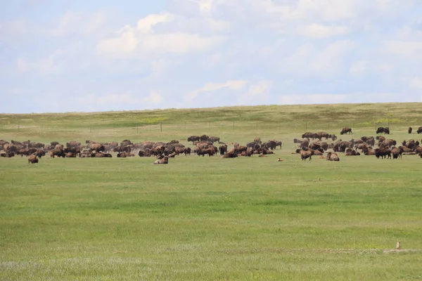 Bison dans le parc national des Badlands au Dakota du Sud — Photo