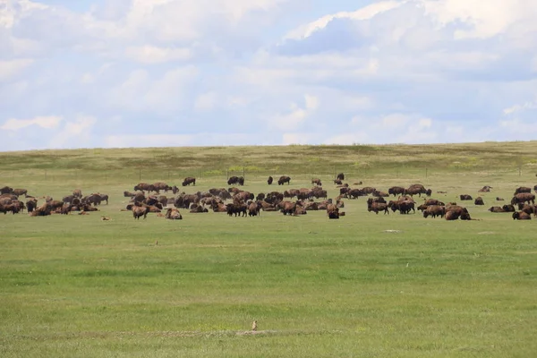 Bison em Badlands National Park em Dakota do Sul — Fotografia de Stock