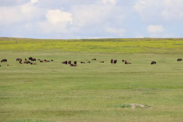 Bizon w Badlands National Park, w stanie Dakota Południowa — Zdjęcie stockowe