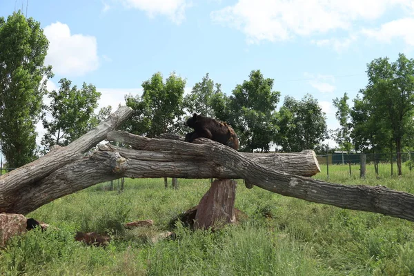 Animali selvatici in conserva, parco di campagna dell'orso nel Dakota del Sud Foto Stock