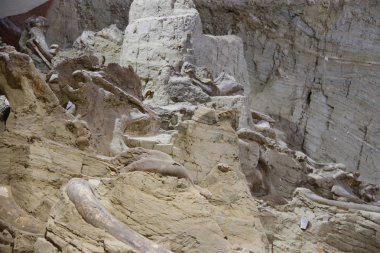 Hot Springs Güney Dakota Mamut müzesi
