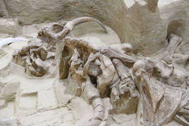 Hot Springs Güney Dakota Mamut müzesi