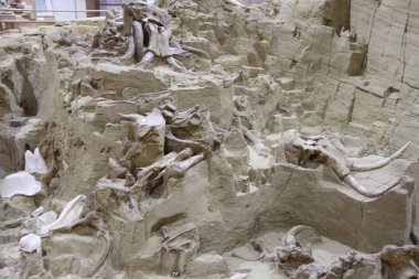 Hot Springs Güney Dakota Mamut müzesi