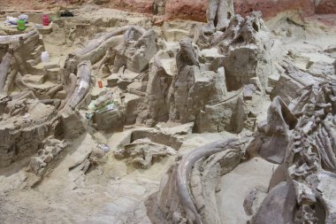 Hot Springs Güney Dakota Mamut müzesi