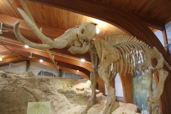 Hot Springs Güney Dakota Mamut müzesi