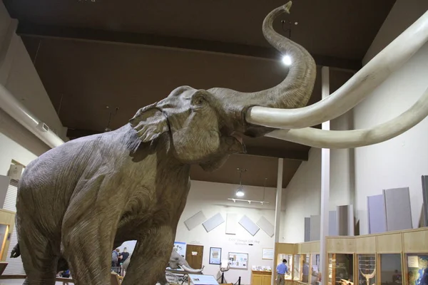 Mammoth Múzeum Hot Springs Dél-Dakota — Stock Fotó
