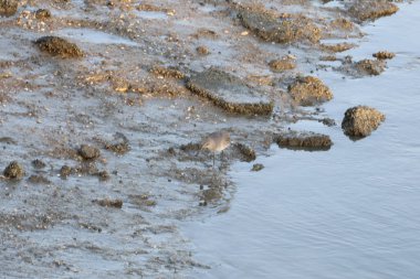 Kuş izleme, Baylands, California
