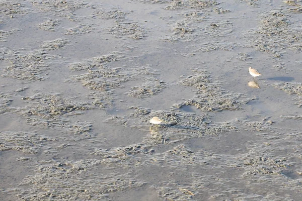 Birdwatching, Baylands, Καλιφόρνια — Φωτογραφία Αρχείου