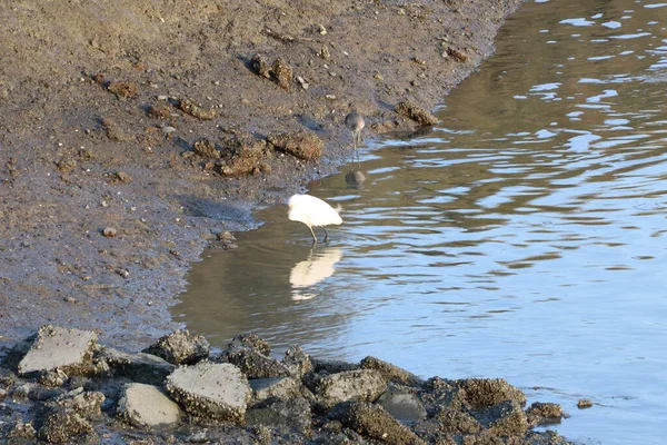 Pozorování ptáků, Baylands, Kalifornie — Stock fotografie