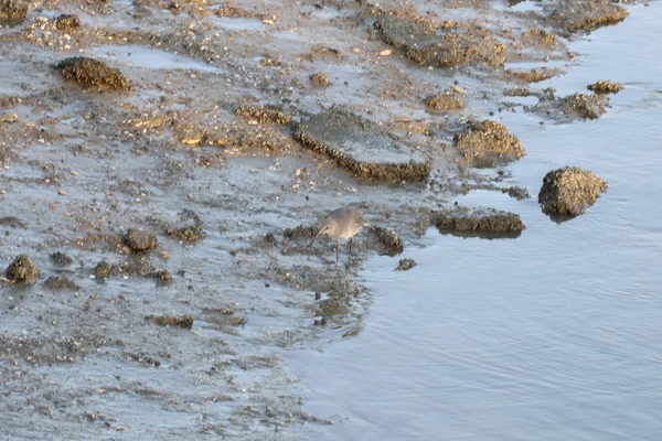 Pozorování ptáků, Baylands, Kalifornie — Stock fotografie