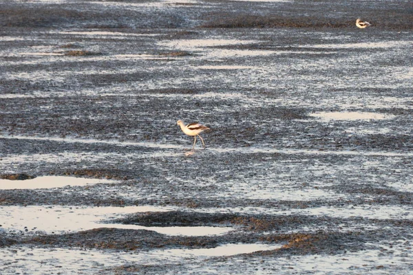 Pozorování ptáků, Baylands, Kalifornie — Stock fotografie