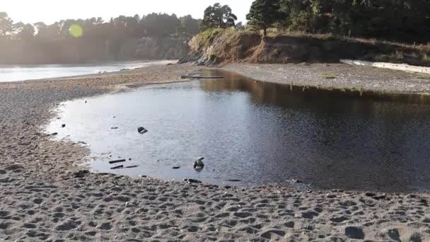 Van Damme State Park Californië — Stockvideo