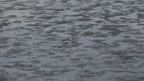 Aves Baylands Palo Alto California — Vídeo de stock