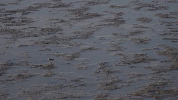 Oiseaux à Baylands, Palo Alto, Californie 