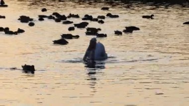 Pelikan ve ördekler gölette