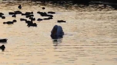 Pelikan ve ördekler gölette