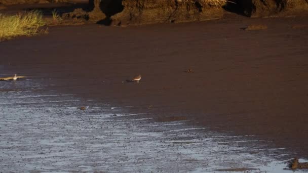 Aves Baylands Palo Alto Califórnia — Vídeo de Stock