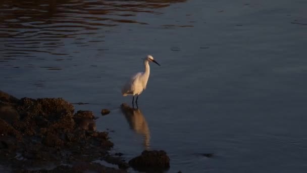 Πουλιά Στο Baylands Palo Alto Καλιφόρνια — Αρχείο Βίντεο