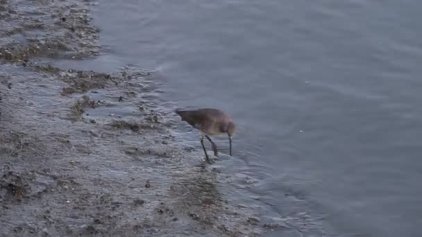 Fåglar Baylands Palo Alto Kalifornien — Stockvideo