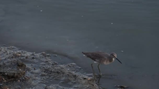 カリフォルニア州パロアルトのベイランズにある鳥 — ストック動画