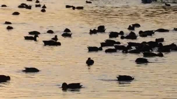 Pelicano Patos Uma Lagoa — Vídeo de Stock