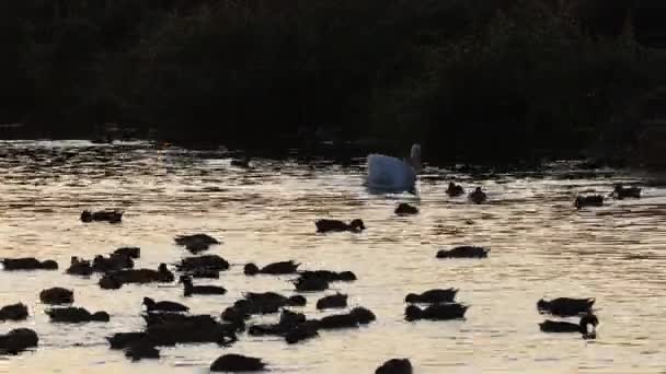 Pelican Ducks Pond — Stock Video