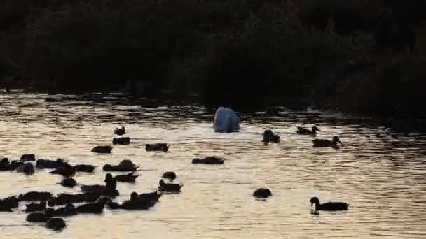 Pelican Ducks Pond — Stock Video