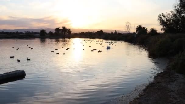 Pélican Canards Dans Étang — Video