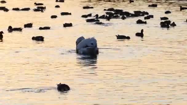 Pelicano Patos Uma Lagoa — Vídeo de Stock