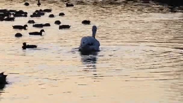 池の中のペリカンとアヒル — ストック動画