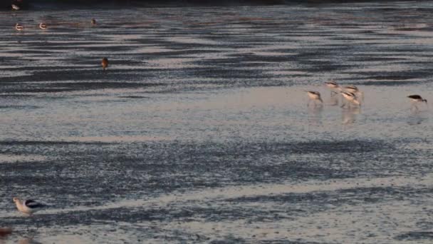 Oiseaux Baylands Palo Alto Californie — Video