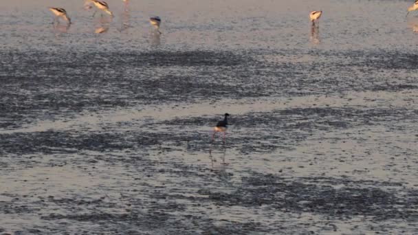 Fåglar Baylands Palo Alto Kalifornien — Stockvideo