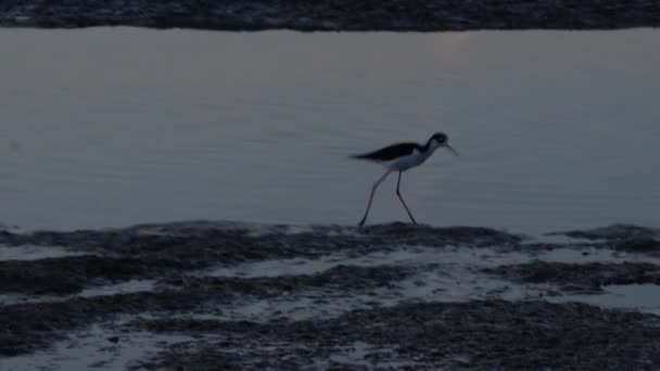 カリフォルニア州パロアルトのベイランズにある鳥 — ストック動画