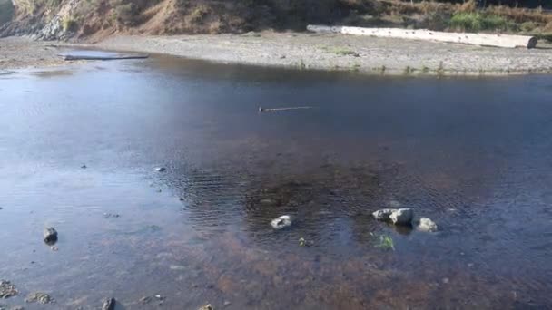 Van Damme State Park California — Stock Video