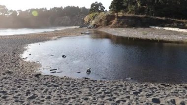 Van Damme Eyalet Parkı, Kaliforniya