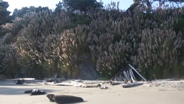 Van Damme State Park Californië — Stockvideo