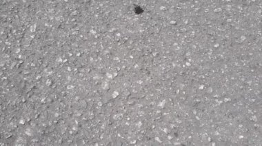 Böcek yerde sürünüyor.