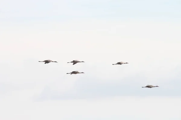 Jährliche Wanderung Der Kraniche Woodbridge Kalifornien — Stockfoto