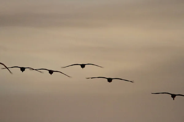 Annual Migration Cranes Woodbridge California — Stock Photo, Image