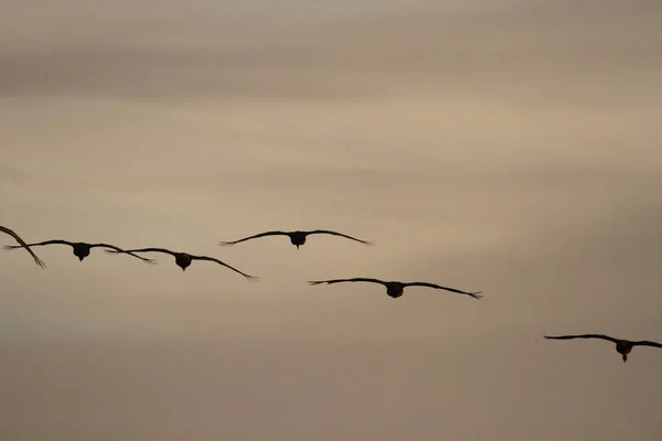 Migración Anual Grúas Woodbridge California — Foto de Stock