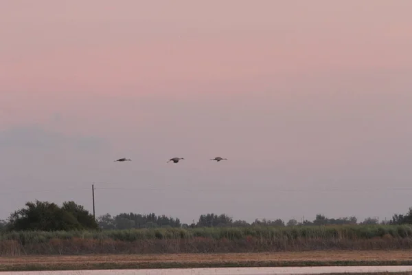 Daruk Éves Vándorlása Kaliforniai Woodbridge Ben — Stock Fotó