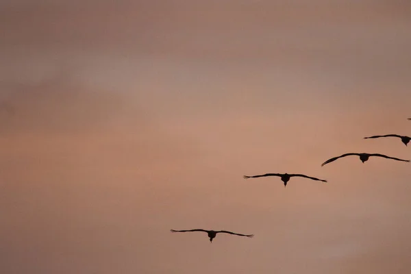 Annual Migration Cranes Woodbridge California — Stock Photo, Image