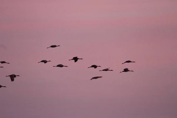 Migración Anual Grúas Woodbridge California — Foto de Stock