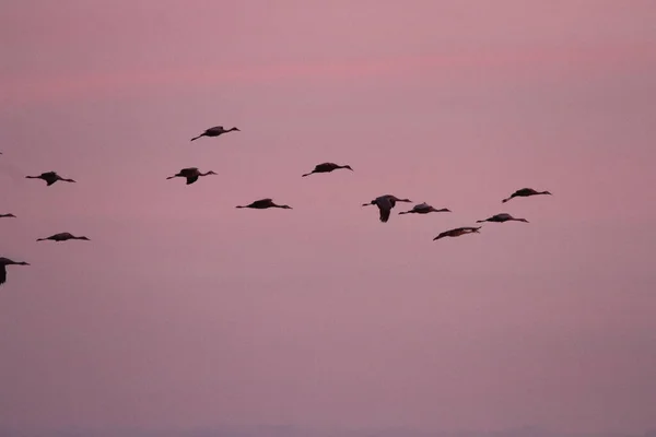 Migración Anual Grúas Woodbridge California — Foto de Stock