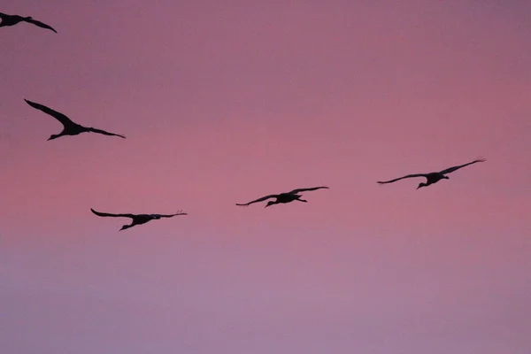 Každoroční Migrace Jeřábů Kalifornské Dřevěné Lávce — Stock fotografie