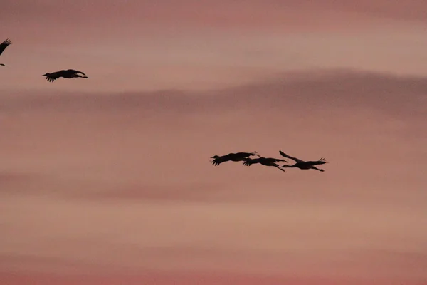 Migración Anual Grúas Woodbridge California — Foto de Stock