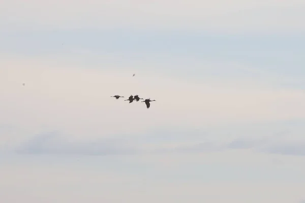 Annual Migration Cranes Woodbridge California — Stock Photo, Image