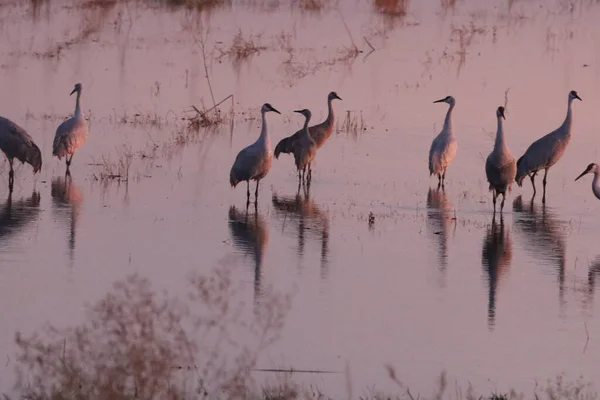 Migration Annuelle Des Grues Californie Woodbridge — Photo