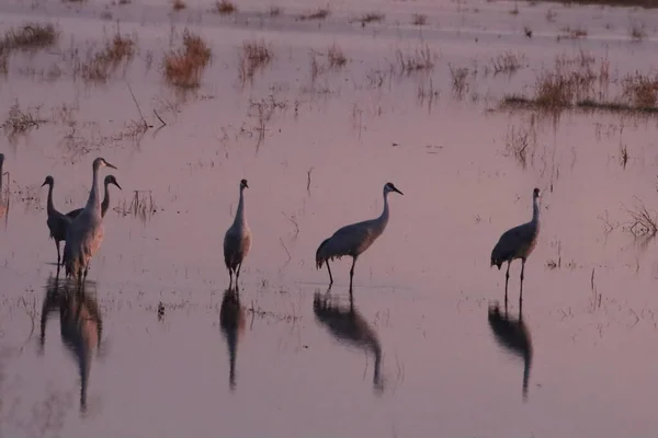 Annual Migration Cranes Woodbridge California — Stock Photo, Image