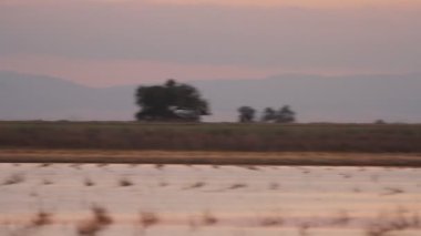 Kum tepesi turnaları California 'ya göç ediyor, Woodbridge ekolojik rezervi,